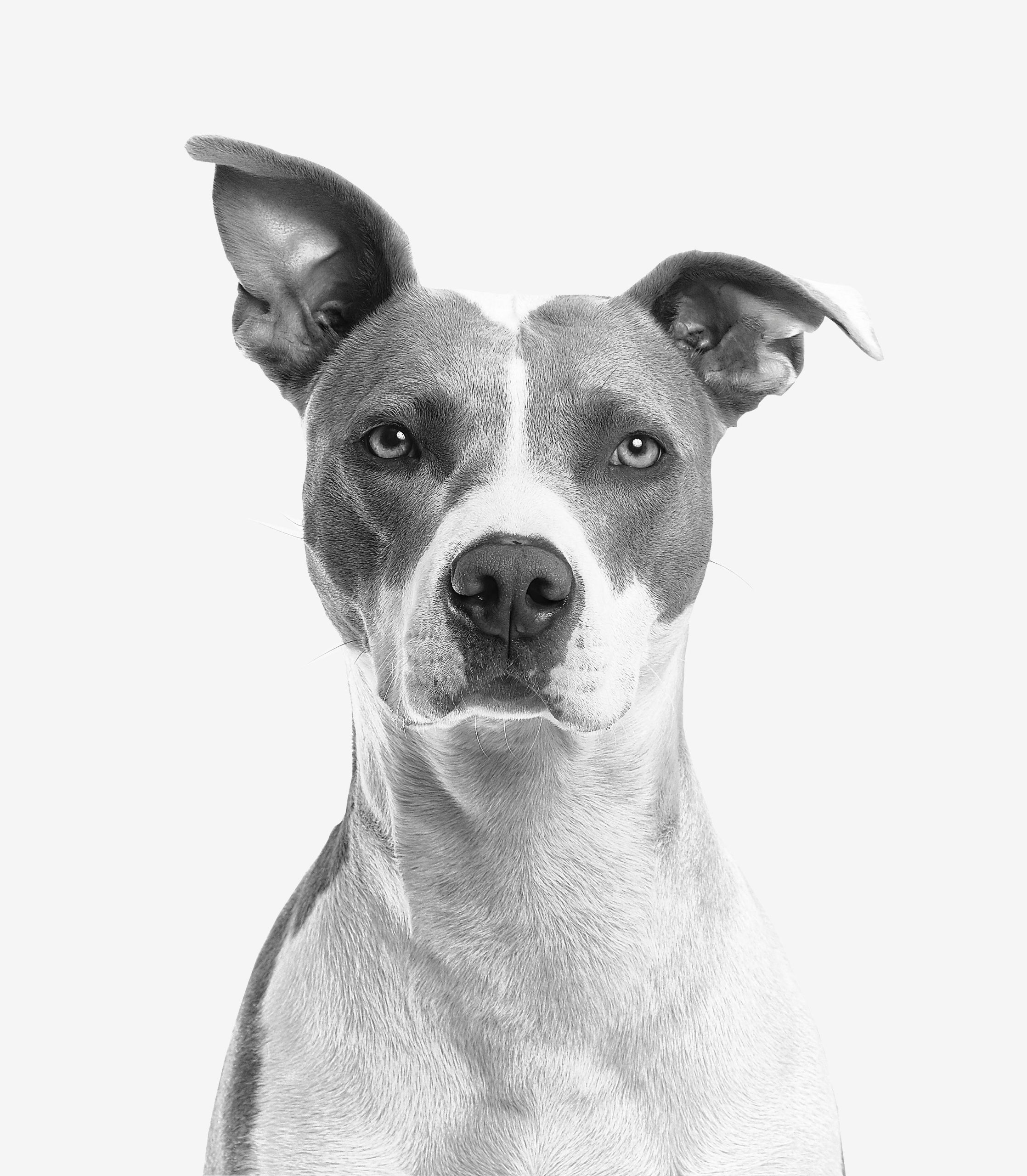 Galeria de Fotos Soul Animal - Imagem 8